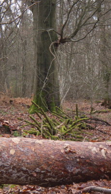 Hostert