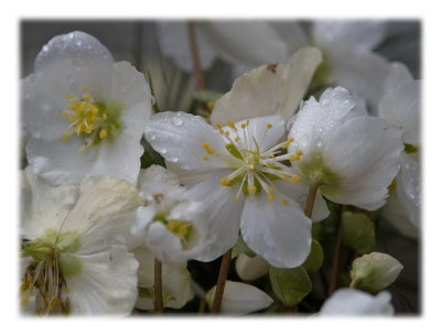 Wet helleborus