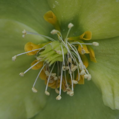 Intricate structure of a Christmas rose