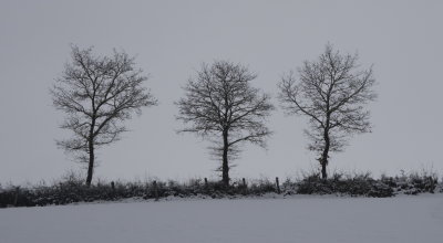 Three trees standing guard