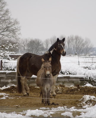 Horse and donkey