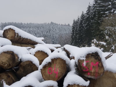 Trees and timber