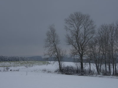 Trees awaiting the night