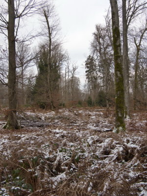 Snow covering the undergrowth