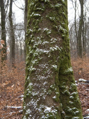 Snow gathering on moss