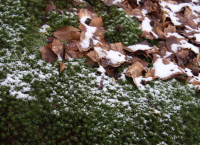 Powdery snow on the forest ground