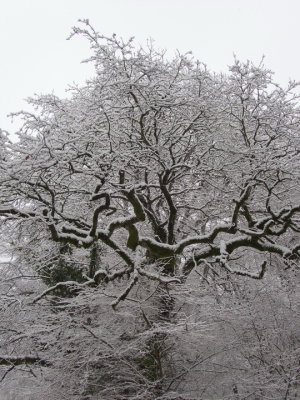 Branches and snow-covered twigs
