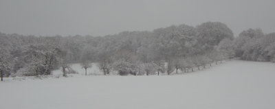 Trees along the way