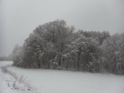 Along the forest edge