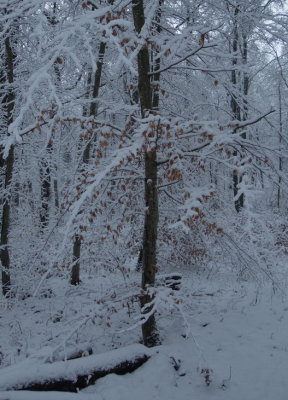 Last year's oak leaves