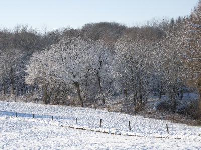 Trees elegantly bearing their load of snow