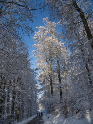 Snow-covered trees against a crisp blue sky