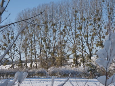 Trees laden with mistletoe seen through a snowy hedge