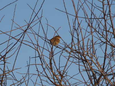 Sparrow hoping it won't be too long before spring breaks