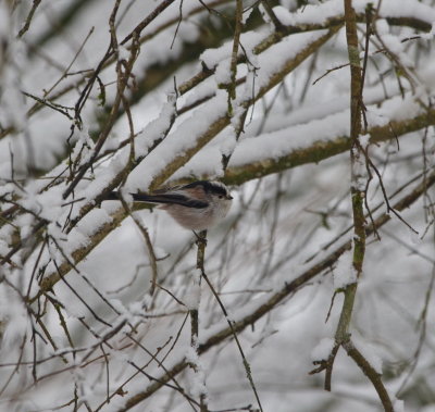 Long-tailed tit - Msange  longue queue - Schwanzmeise