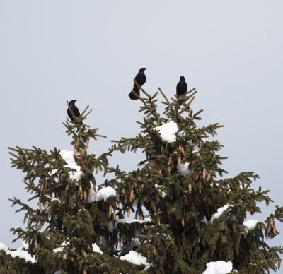 Crows surveying the land