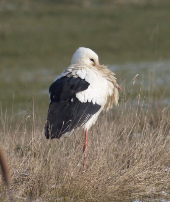 Stork