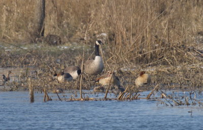 Canada geese and Egyptian geese