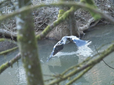 Grey heron setting off