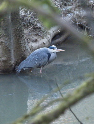 Grey heron