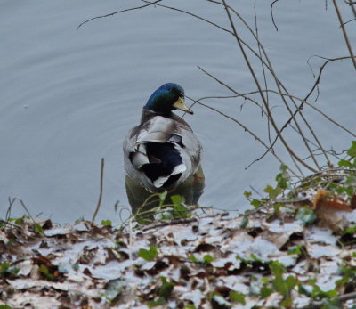 Mallard