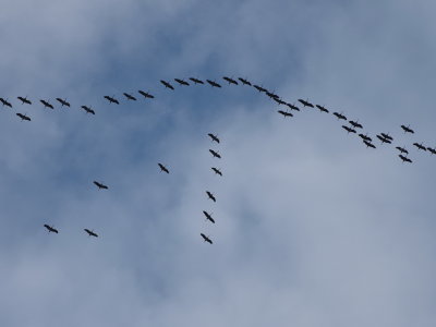 Cranes returning from where they spent the winter