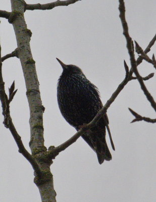 Blackbird - Merle - Amsel