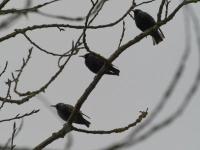 Blackbirds socially distancing