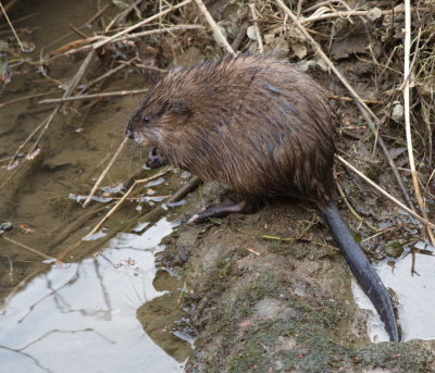 Muskrat found swimming in the Alzette river