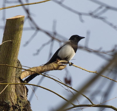 Magpie