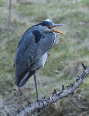 Grey heron - as I was saying