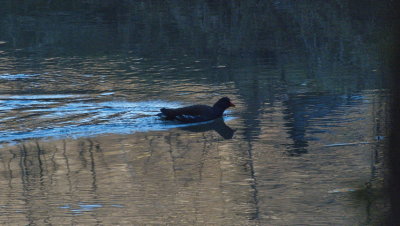 Moorhen - Gallinule poule d'eau - Teichhuhn