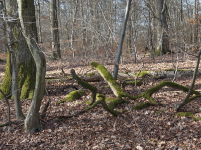 Dead wood visible for as long as the new leaves have not yet appeared