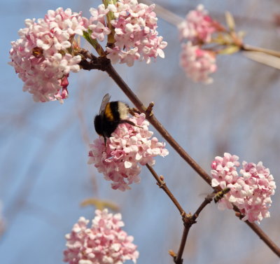 Visiting bumblebee