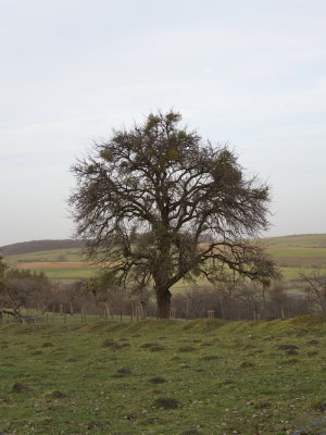 Tree engulfed in mistletoe with a hard-working mole in the foreground