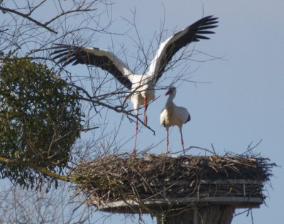 Stork couple