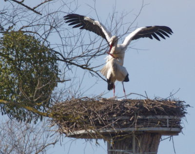 Stork nuptials