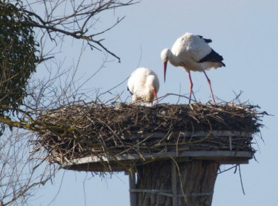 Inspecting the adequacy of the nest