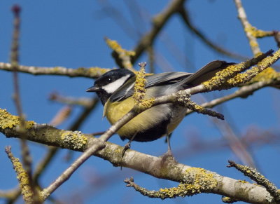 Great tit - msange charbonnire - Kohlmeise