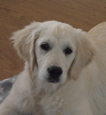Mila - our new neighbour