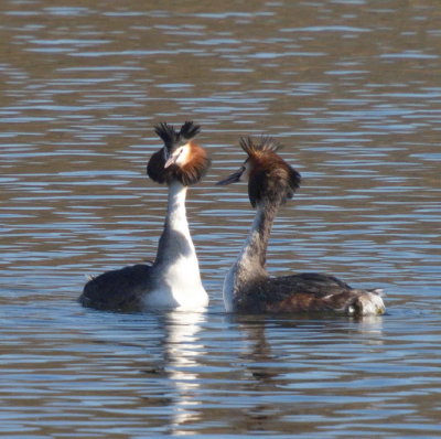 Crested grebes sporting interesting plumage styles