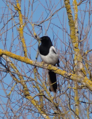 Magpie