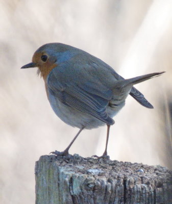 Robin - Rouge-gorge - Rotkehlchen