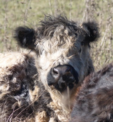Hairy curly Galloway cow