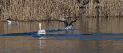 No peace for that goose