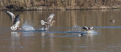 Geese being set upon by a swan