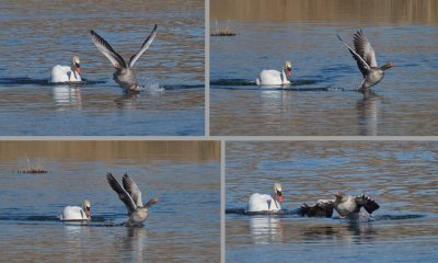Swan upsetting goose