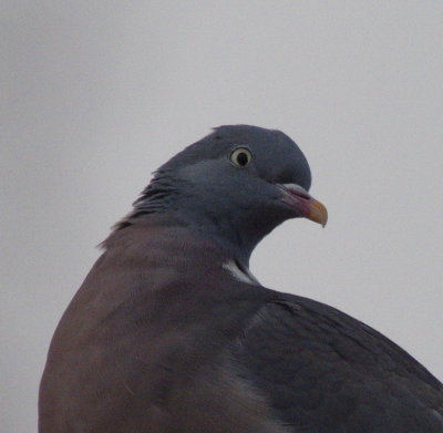 Pigeon on a viciously windy day