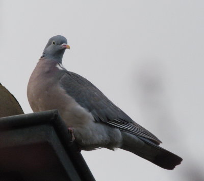 Pigeon perched on a rooftop