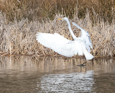 Great White Egret landing